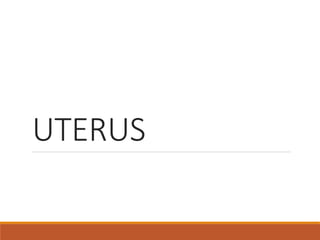 UTERUS
 