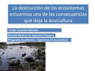 La destrucción de los ecosistemas
estuarinos una de las consecuencias
que deja la acuicultura
Felipe Guzmán Morales
Programa Académico: Ingeniería en acuicultura
Escuela Nacional de Ingeniería Pesquera
 