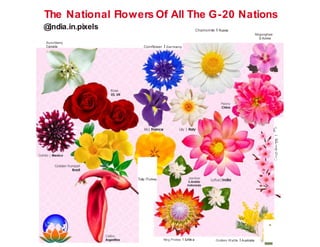 The National Flowers Of All The G-20 Nations
@
india.in.pixels Chamomile I Russia
Mugunghwa
S.Korea
Bunchberry
Canada Cornflower I Germa ny
c:
0
a.
.....
E
0
§
C
i5
E;-
QJ
.c
(_)
Tulip ITurkey
King Protea I S.Africa Golden Wattle I Australia
"
 