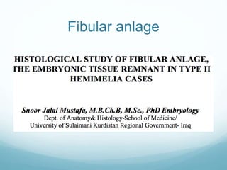 Fibular anlage
 