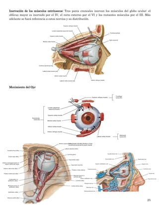 25 
Inervación de los músculos extrínsecos: Tres pares craneales inervan los músculos del globo ocular: el oblicuo mayor es inervado por el IV, el recto externo por el VI y los restantes músculos por el III. Más adelante se hará referencia a estos nervios y su distribución. 
Movimiento del Ojo: 
 
