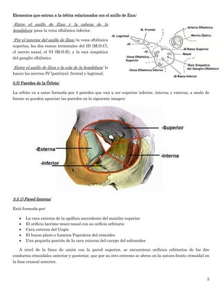 3 
Elementos que entran a la órbita relacionados con el anillo de Zinn: 
-Entre el anillo de Zinn y la cabeza de la hendidura: pasa la vena oftálmica inferior. 
-Por el interior del anillo de Zinn: la vena oftálmica superior, las dos ramas terminales del III (M.O.C), el nervio nasal, el VI (M.O.E), y la raíz simpática del ganglio oftálmico. 
-Entre el anillo de Zinn y la cola de la hendidura: lo hacen los nervios IV (patético), frontal y lagrimal. 
3.3) Paredes de la Órbita: 
La orbita va a estar formada por 4 paredes que van a ser superior inferior, interna y externa, a modo de boceto se pueden apreciar las paredes en la siguiente imagen: 
3.3.1) Pared Interna: 
Está formada por: 
 La cara externa de la apófisis ascendente del maxilar superior 
 El orificio lacrimo-muco-nasal con su orificio orbitario 
 Cara externa del Ungís 
 El hueso plano o Lamina Papirácea del etmoides 
 Una pequeña porción de la cara externa del cuerpo del esfenoides 
A nivel de la línea de unión con la pared superior, se encuentran orificios orbitarios de los dos conductos etmoidales anterior y posterior, que por su otro extremo se abren en la sutura fronto etmoidal en la fosa craneal anterior.  
