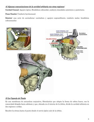 5 
4) Algunas comunicaciones de la cavidad orbitaria con otras regiones: 
Cavidad Craneal: Agujero óptico, Hendidura esfenoidal, conducto etmoidales anteriores y posteriores. 
Fosas Nasales: Conducto lacrimonasal. 
Exterior: una serie de escotaduras: escotadura y agujero supraorbitario, conducto malar, hendidura esfenomaxilar. 
5) La Capsula de Tenón 
Es una membrana de naturaleza conjuntiva, fibroelastica que adopta la forma de esfera hueca, con la concavidad dirigida hacia adelante y que, ubicada en el interior de la órbita, divide la cavidad orbitaria en dos regiones o celdas. 
Recubre la córnea hasta el punto donde el nervio óptico sale de la órbita.  