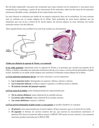 6 
De tal modo comprende: una parte pre ecuatorial, que toma contacto con la conjuntiva; y una parte retro ecuatorial que se prolonga, a partir de las inserciones de los músculos, sobre las dos caras de los músculos extrínsecos del globo ocular, alrededor de los cuales forma una vaina. 
La cara cóncava se relaciona por medio de un espacio conjuntivo laxo con la esclerótica. La cara convexa está en relación con el cuerpo adiposo de la órbita. Esta perforada de atrás hacia adelante por los elementos que van al ojo y vienen de él: nervio óptico, los nervios ciliares, la vasa vorticosa, los cuatro músculos rectos y los dos oblicuos. 
Esta capsula forma una cavidad en la cual el ojo realiza sus movimientos. 
Celdas que delimita la capsula de Tenón y su contenido 
a) La celda posterior: delimitada entre la cápsula de Tenón y el periostio que recubre las paredes de la órbita, se hallan contenidos los músculos extrínsecos del ojo y los vasos y nervios del ojo destinados al globo ocular, incluidos en un tejido celulo-adiposo que constituye el llamado cuerpo adiposo de la órbita. 
a.1) Los músculos extrínsecos del ojo: son siete músculos y son los siguientes: 
 Los 4 músculos rectos: distinguidos en superior, inferior, externo e interno 
 Los 2 músculos oblicuos: el oblicuo mayor o superior y el oblicuo menor o inferior 
 El músculo elevador del párpado superior 
a.2) Los vasos de la órbita: están fundamentalmente representados por: 
 Por la arteria oftálmica: ramo colateral de la carótida interna. 
 La arteria infra-orbitaria: ramo colateral de la maxilar interna. 
 Las venas oftálmicas: superior e inferior. 
a.3) Los nervios destinados al globo ocular y a sus anexos: se pueden clasificar en 4 grupos: 
 El primero: está representado por el nervio óptico o II par craneano, que es el nervio de la visión. 
 El segundo: lo forman los nervios motores del ojo, que inervan la musculatura extrínseca: el patético (IV) inerva al músculo oblicuo mayor; el M.O.E. (VI) inerva el recto externo; y los restantes músculos quedan inervados por el M.O.C (III).  