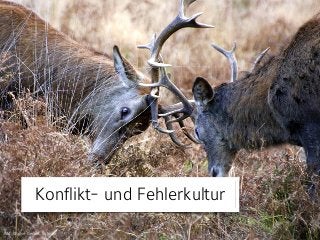 Bild: Wayne Gerard Trotman
Konflikt- und Fehlerkultur
 