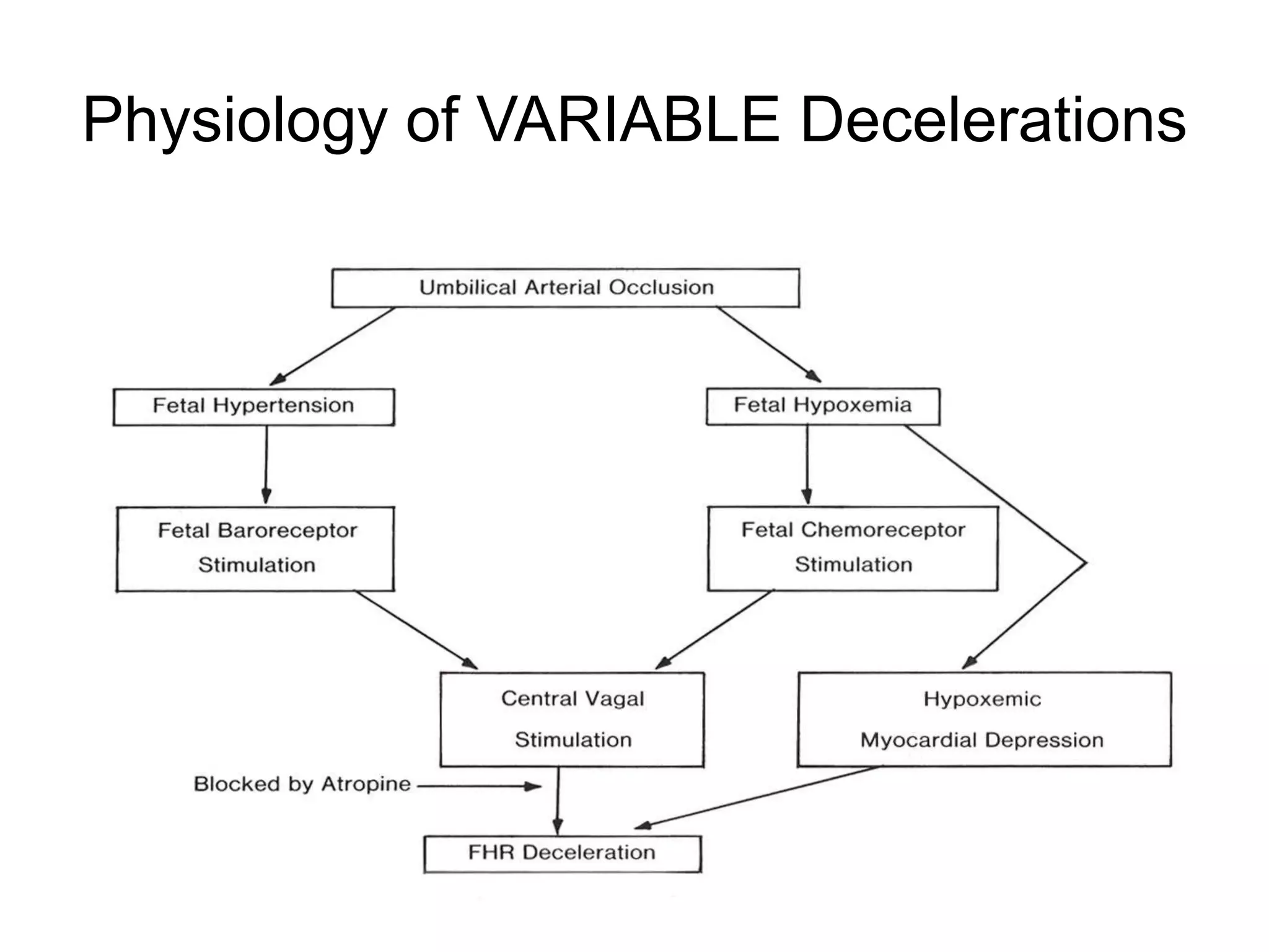 Physiology of VARIABLE Decelerations
 
