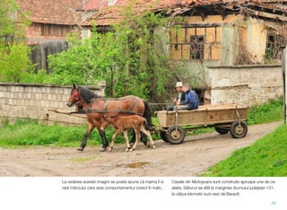 La vederea acestei imagini se poate spune că mama îi a-
rată mânzului care este comportamentul corect în traﬁc.
Casele din Micloșoara sunt construite aproape una de ce-
alalta. Sătucul se aﬂă la marginea drumului județean 131,
la câțiva kilometri sud-vest de Baraolt.
20
 