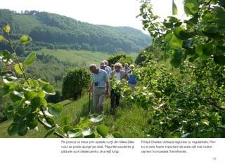 Pe poteca ce trece prin spatele curţii din Valea Zăla-
nului se poate ajunge pe deal. Păşunile suculente şi
pădurile sunt ideale pentru drumeţii lungi.
Prinţul Charles viztează regiunea cu regularitate. Pen-
tru el este foarte important să arate cât mai multor
oameni frumuseţea Transilvaniei.
44
 