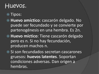 Huevos.
 Tipos:
 Huevo amíctico: cascarón delgado. No
  puede ser fecundado y se convierte por
  partenogénesis en una hembra. Es 2n.
 Huevo míctico: Tiene cascarón delgado
  pero es n. Si no hay fecundación,
  producen machos n.
 Si son fecundados secretan cascarones
  gruesos: huevos latentes. Soportan
  condiciones adversas. Dan origen a
  hembras.
 
