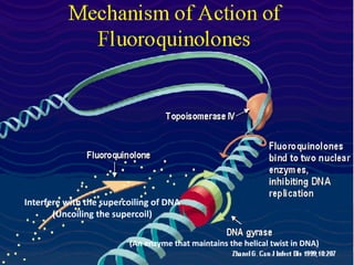 (An enzyme that maintains the helical twist in DNA)
Interfere with the supercoiling of DNA
(Uncoiling the supercoil)
 
