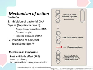 Mechanism of action
Dual MOA
1. Inhibition of bacterial DNA
Gyrase (Topoisomerase II)
• Formation of quinolone-DNA-
Gyrase complex
• Induced cleavage of DNA
2. Inhibition of bacterial
Topoisomerase IV
Mechanism of DNA Gyrase
Post antibiotic effect (PAE)
Lasts 1 to 2 hours,
increases with increasing concentration
 