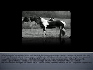 “ Majesty” I often travel down country roads here in North Carolina. Some deselect and vacant, these are the roads that take me away from  the city life. On such of a  travel , I came across a horse farm, the fall had claimed most of the greenery and  the farm  appeared  weary of the winter ahead. As I drove a little further, following the wired  fence that ran along side the farm, I noticed in the  distance a group of horses. I pulled over and proceeded to get out of my vehicle with camera in tow, and I noticed  one particular horse making his way towards me. As I lifted my camera, he looked  directly at me, and I snapped this  majestic shot.  