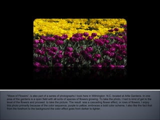 “ Wave of Flowers” “ Wave of Flowers”, is also part of a series of photographs I took here in Wilmington  N.C. located at Arlie Gardens. In one area of the gardens is a open field with all sorts of species of flowers growing. To take the photo, I had to kind of get to the level of the flowers and proceed  to take the picture. The result  was a cascading flower effect, or rows of flowers. I enjoy this photo primarily because of the color sequence, purple to yellow, embraces a bold color scheme. I also like the fact that from the forefront to the background the color effect goes from darker to lighter.  