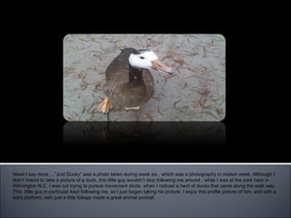 “ Just Ducky” Need I say more….”Just Ducky” was a photo taken during week six , which was a photography in motion week. Although I didn’t intend to take a picture of a duck, this little guy wouldn’t stop following me around , while I was at the park here in Wilmington N.C. I was out trying to pursue movement shots, when I noticed a herd of ducks that came along the walk way. This  little guy in particular kept following me, so I just began taking his picture. I enjoy this profile picture of him, and with a solid platform, with just a little foliage made a great animal portrait.  