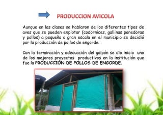 Aunque en las clases se hablaron de los diferentes tipos de
aves que se pueden explotar (codornices, gallinas ponedoras
y pollos) a pequeña o gran escala en el municipio se decidió
por la producción de pollos de engorde.
Con la terminación y adecuación del galpón se dio inicio uno
de los mejores proyectos productivos en la institución que
fue la PRODUCCIÓN DE POLLOS DE ENGORDE.

 