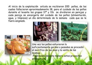 Al inicio de la explotación avícola se recibieron 200 pollos, de los
cuales fallecieron aproximadamente 18, para el cuidado de los pollos
durante el levante los grupos 11ª y 11b se dividieron en parejas y
cada pareja se encargaría del cuidado de los pollos (alimentación,
agua, y limpieza) un día determinado de la semana cada que se le
fuera asignado.

Una vez los pollos estuvieron lo
suficientemente gordos o pesados se procedió
al sacrifico de las aves y la venta de las
mismas.
Finalizando de esta manera estos proyectos
productivos.

 