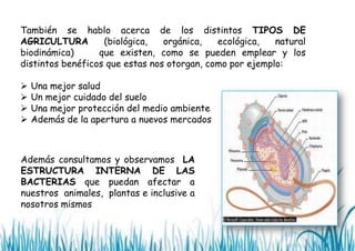 También se hablo acerca de los distintos TIPOS DE
AGRICULTURA
(biológica,
orgánica,
ecológica,
natural
biodinámica)
que existen, como se pueden emplear y los
distintos benéficos que estas nos otorgan, como por ejemplo:





Una mejor salud
Un mejor cuidado del suelo
Una mejor protección del medio ambiente
Además de la apertura a nuevos mercados

Además consultamos y observamos LA
ESTRUCTURA INTERNA DE LAS
BACTERIAS que puedan afectar a
nuestros animales, plantas e inclusive a
nosotros mismos

 