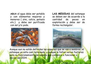 AGUA el agua debe ser potable

y con elementos mayores y
menores ( zinc, calcio, potasio
etc.) y debe ser purificada
con sal y/o yodo.

LAS MEDIDAS del estanque
se deben ser de acuerdo a la
cantidad
de
peces
en
explotación y debe ser de
forma rectangular.

Aunque aun no están definidas las especies que se van a sembrar, el
estanque ya esta casi terminado y aunque le faltan varios factores
para su funcionamiento, se espera que comience a funcionar a
inicios del 2014.

 