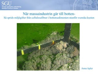 När massaindustrin går till botten-
Så sprids miljögifter från cellulosafibrer i bottensedimenten utanför svenska kusten




                                                                        Anna Apler
 
