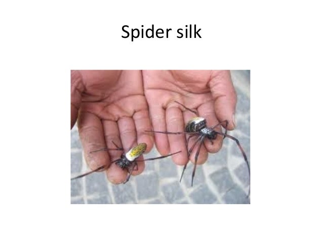 Spider Silk Fabric Museum Natural History Spider Silk Fabric Museum Natural History