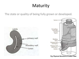Maturity
The state or quality of being fully grown or developed.
 