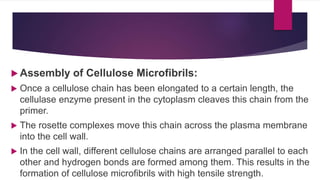  Assembly of Cellulose Microfibrils:
 Once a cellulose chain has been elongated to a certain length, the
cellulase enzyme present in the cytoplasm cleaves this chain from the
primer.
 The rosette complexes move this chain across the plasma membrane
into the cell wall.
 In the cell wall, different cellulose chains are arranged parallel to each
other and hydrogen bonds are formed among them. This results in the
formation of cellulose microfibrils with high tensile strength.
 