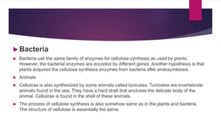  Bacteria
 Bacteria use the same family of enzymes for cellulose synthesis as used by plants.
However, the bacterial enzymes are encoded by different genes. Another hypothesis is that
plants acquired the cellulose synthesis enzymes from bacteria after endosymbiosis.
 Animals
 Cellulose is also synthesized by some animals called tunicates. Tunicates are invertebrate
animals found in the sea. They have a hard shell that encloses the delicate body of the
animal. Cellulose is found in the shell of these animals.
 The process of cellulose synthesis is also somehow same as in the plants and bacteria.
The structure of cellulose is essentially the same.
 