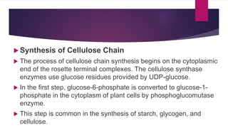  Synthesis of Cellulose Chain
 The process of cellulose chain synthesis begins on the cytoplasmic
end of the rosette terminal complexes. The cellulose synthase
enzymes use glucose residues provided by UDP-glucose.
 In the first step, glucose-6-phosphate is converted to glucose-1-
phosphate in the cytoplasm of plant cells by phosphoglucomutase
enzyme.
 This step is common in the synthesis of starch, glycogen, and
cellulose.
 
