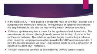  In the next step, UTP and glucose-1-phosphate react to form UDP-glucose and a
pyrophosphate molecule is released. The hydrolysis of pyrophosphate makes
this step irreversible. It is also the rate-limiting step in cellulose synthesis.
 Cellulase synthase requires a primer for the synthesis of cellulose chains. The
steroid molecule sitosterol-beta-glucoside serves the function of primer in the
synthesis of cellulose. The cellulose synthase begins constructing a cellulose
chain on primer using glucose residues provided by UDP-glucose molecules. It
joins the glucose residues via beta 1-4 glycosidic bonds to form a long chain of
cellulose releasing UDP molecules.
 The UDP molecules can then be converted into UTP by certain kinases.
 