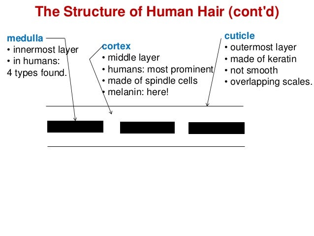 Fibers And Hairs