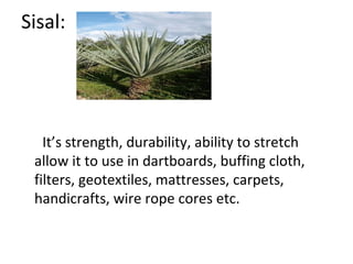 Sisal: 
It’s strength, durability, ability to stretch 
allow it to use in dartboards, buffing cloth, 
filters, geotextiles, mattresses, carpets, 
handicrafts, wire rope cores etc. 
 