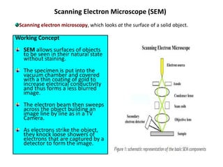 Working Concept
SEM allows surfaces of objects
to be seen in their natural state
without staining.
The specimen is put into the
vacuum chamber and covered
with a thin coating of gold to
increase electrical conductivity
and thus forms a less blurred
image.
The electron beam then sweeps
across the object building an
image line by line as in a TV
Camera.
As electrons strike the object,
they knock loose showers of
electrons that are captured by a
detector to form the image.
Scanning Electron Microscope (SEM)
Scanning electron microscopy, which looks at the surface of a solid object.
 