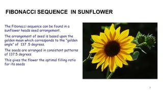 FIBONACCI SEQUENCE IN SUNFLOWER
7
The Fibonacci sequence can be found in a
sunflower heads seed arrangement.
The arrangeme...