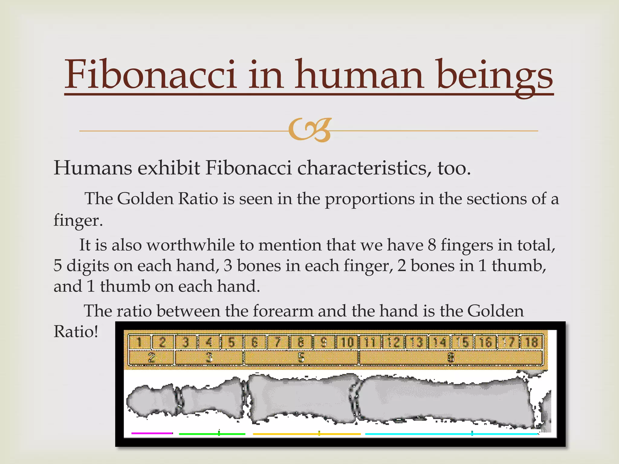Fibonacci in human beings
                               
Humans exhibit Fibonacci characteristics, too.
     The Golden Ratio is seen in the proportions in the sections of a
finger.
    It is also worthwhile to mention that we have 8 fingers in total,
5 digits on each hand, 3 bones in each finger, 2 bones in 1 thumb,
and 1 thumb on each hand.
     The ratio between the forearm and the hand is the Golden
Ratio!
 