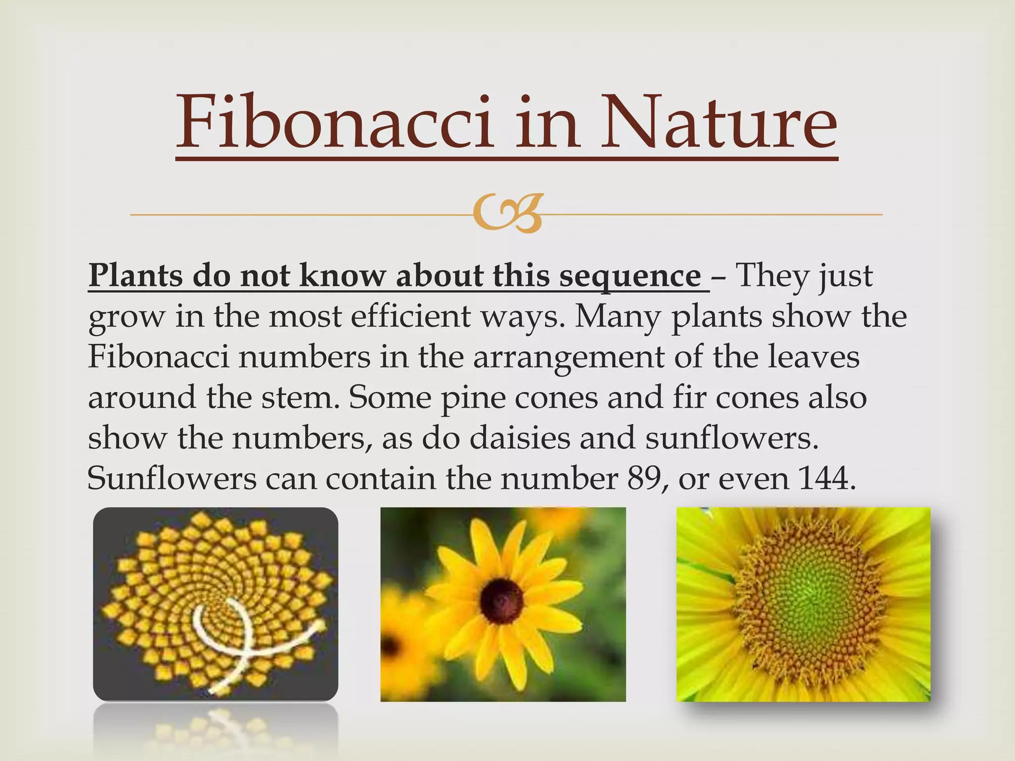 Fibonacci in Nature
             
Plants do not know about this sequence – They just
grow in the most efficient ways. Many plants show the
Fibonacci numbers in the arrangement of the leaves
around the stem. Some pine cones and fir cones also
show the numbers, as do daisies and sunflowers.
Sunflowers can contain the number 89, or even 144.
 