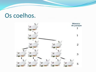 Os coelhos.

 