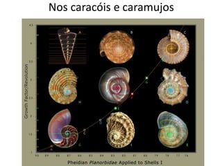 Nos caracóis e caramujos
 