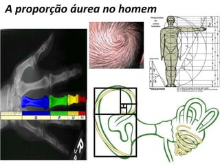 A proporção áurea no homem
 