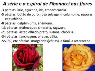 A série e a espiral de Fibonacci nas flores
-3 pétalas: lírio, açucena, íris, trandescância.
-5 pétalas: botão de ouro, rosa selvagem, columbine, esporas,
capuchinha.
-8 pétalas: delphiniums, anémona.
-13 pétalas: malmequer, cineraria, ragwort.
-21 pétalas: áster, olhado preto, susana, chicória.
-34 pétalas: tanchagem, píretro, dália.
-55, 89, etc pétalas: margaridas(várias), a família asteraceae.
 