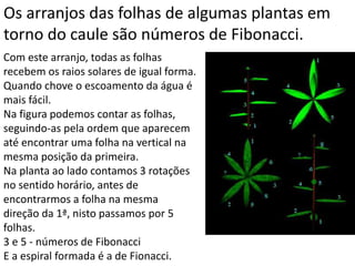 Com este arranjo, todas as folhas
recebem os raios solares de igual forma.
Quando chove o escoamento da água é
mais fácil.
Na figura podemos contar as folhas,
seguindo-as pela ordem que aparecem
até encontrar uma folha na vertical na
mesma posição da primeira.
Na planta ao lado contamos 3 rotações
no sentido horário, antes de
encontrarmos a folha na mesma
direção da 1ª, nisto passamos por 5
folhas.
3 e 5 - números de Fibonacci
E a espiral formada é a de Fionacci.
Os arranjos das folhas de algumas plantas em
torno do caule são números de Fibonacci.
 