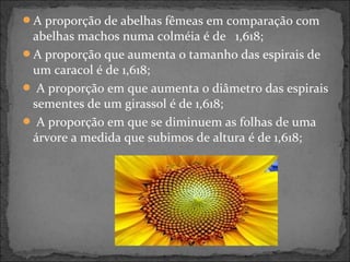 A proporção de abelhas fêmeas em comparação com
abelhas machos numa colméia é de 1,618;
A proporção que aumenta o tamanho das espirais de
um caracol é de 1,618;
 A proporção em que aumenta o diâmetro das espirais
sementes de um girassol é de 1,618;
 A proporção em que se diminuem as folhas de uma
árvore a medida que subimos de altura é de 1,618;
 