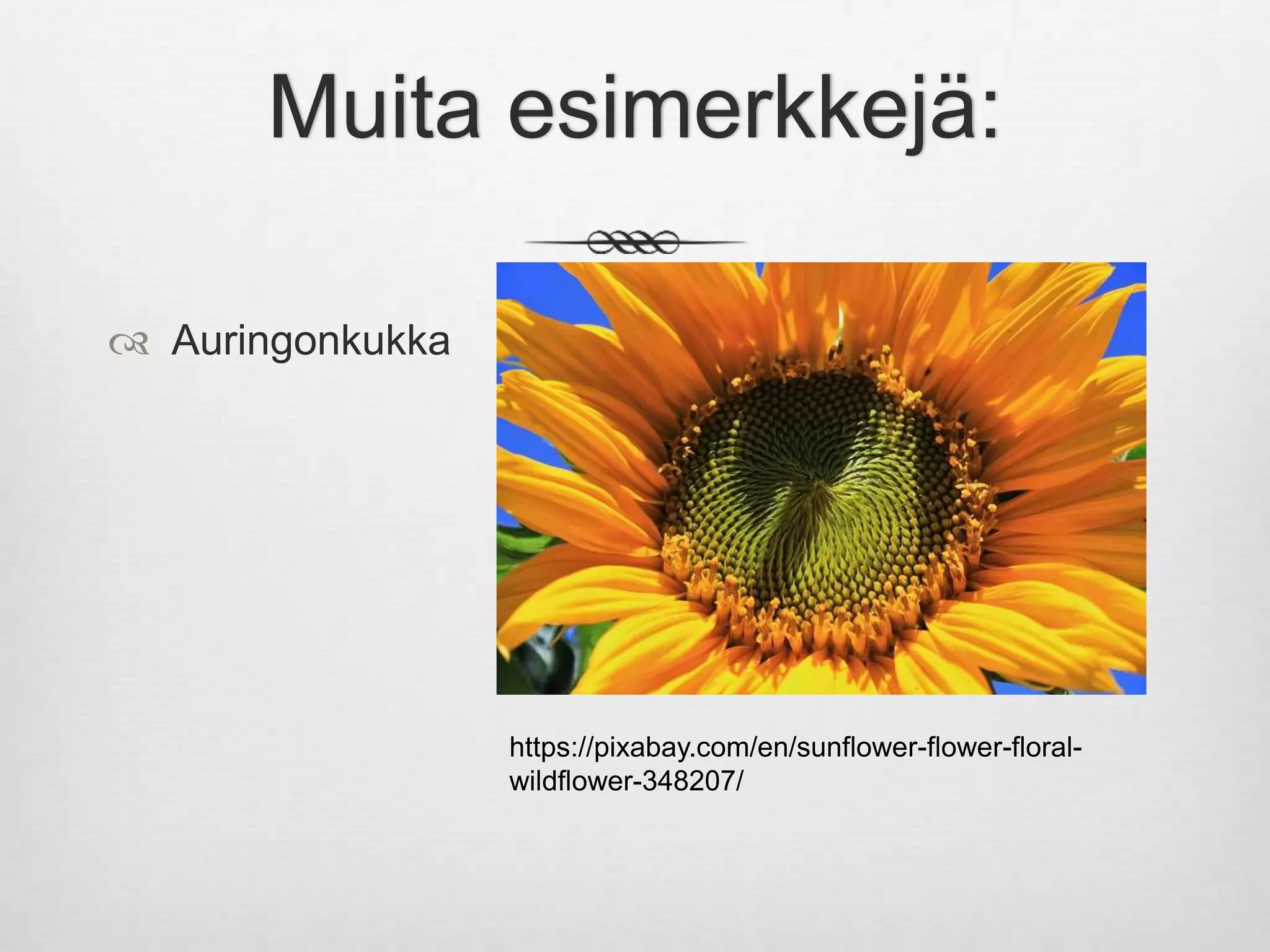 fibonaccin-lukujono-ppt