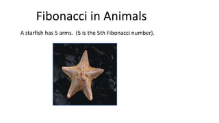 Fibonacci in Animals
A starfish has 5 arms. (5 is the 5th Fibonacci number).
 