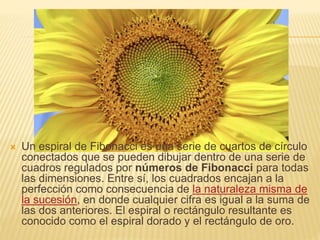  Un espiral de Fibonacci es una serie de cuartos de círculo
conectados que se pueden dibujar dentro de una serie de
cuadros regulados por números de Fibonacci para todas
las dimensiones. Entre sí, los cuadrados encajan a la
perfección como consecuencia de la naturaleza misma de
la sucesión, en donde cualquier cifra es igual a la suma de
las dos anteriores. El espiral o rectángulo resultante es
conocido como el espiral dorado y el rectángulo de oro.