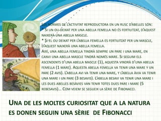 LES NORMES DE LACTIVITAT REPRODUCTORA EN UN RUSC DABELLES S?N:
* SI UN OU DEIXAT PER UNA ABELLA FEMELLA NO ?S FERTILITZAT, DAQUEST
NAIXER? UNA ABELLA MASCLE.
* SI EL OU DEIXAT PER LABELLA FEMELLA ES FERTILITZAT PER UN MASCLE,
DAQUEST NAIXER? UNA ABELLA FEMELLA.
AIX?, UNA ABELLA FEMELLA TINDR? SEMPRE UN PARE I UNA MARE, EN
CANVI UNA ABELLA MASCLE TINDR? NOM?S MARE. SI SEGUIM ELS
ASCENDENTS DUNA ABELLA MASCLE (1), AQUESTA VINDR? DUNA ABELLA
FEMELLA (1 MARE). AQUESTA ABELLA FEMELLA VA TENIR UNA MARE Y UN
PARE (2 AVIS). LABELLA AVI VA TENIR UNA MARE, Y LABELLA ?VIA VA TENIR
UNA MARE I UN PARE (3 BESAVIS). LABELLA BESAVI VA TENIR UNA MARE I
LES DUES ABELLES BES?VIES VAN TENIR TOTES DUES PARE I MARE (5
REBESAVIS) COM VEIEM SE SEGUEIX LA S?RIE DE FIBONACCI.

UNA DE LES MOLTES CURIOSITAT QUE A LA NATURA
ES DONEN SEGUIN UNA S?RIE DE FIBONACCI

 
