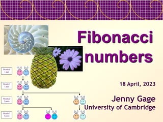 Fibonacci
numbers
Month 0
1 pair
Month 1
1 pair
Month 2
2 pairs
Month 3
3 pairs
18 April, 2023
Jenny Gage
University of Cambridge
 