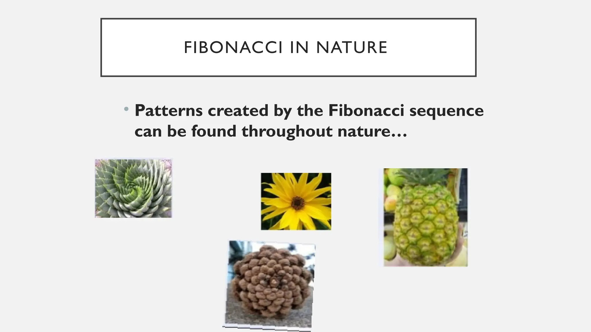 FIBONACCI IN NATURE
• Patterns created by the Fibonacci sequence
can be found throughout nature…
 