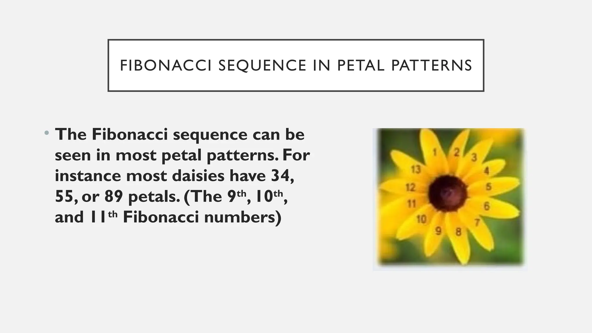 FIBONACCI SEQUENCE IN PETAL PATTERNS
• The Fibonacci sequence can be
seen in most petal patterns. For
instance most daisies have 34,
55, or 89 petals. (The 9th
, 10th
,
and 11th
Fibonacci numbers)
 