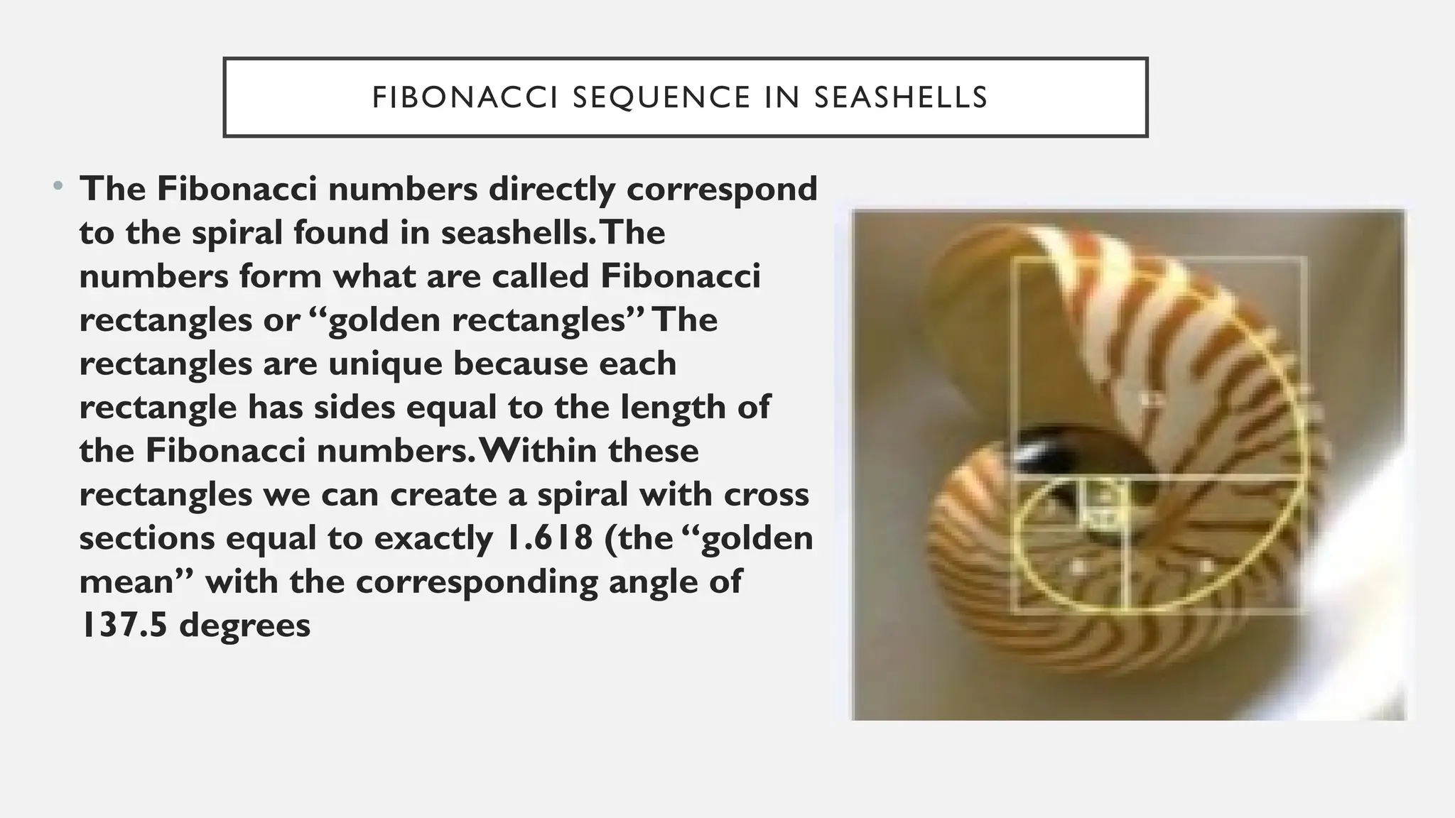 FIBONACCI SEQUENCE IN SEASHELLS
• The Fibonacci numbers directly correspond
to the spiral found in seashells.The
numbers form what are called Fibonacci
rectangles or “golden rectangles”The
rectangles are unique because each
rectangle has sides equal to the length of
the Fibonacci numbers.Within these
rectangles we can create a spiral with cross
sections equal to exactly 1.618 (the “golden
mean” with the corresponding angle of
137.5 degrees
 