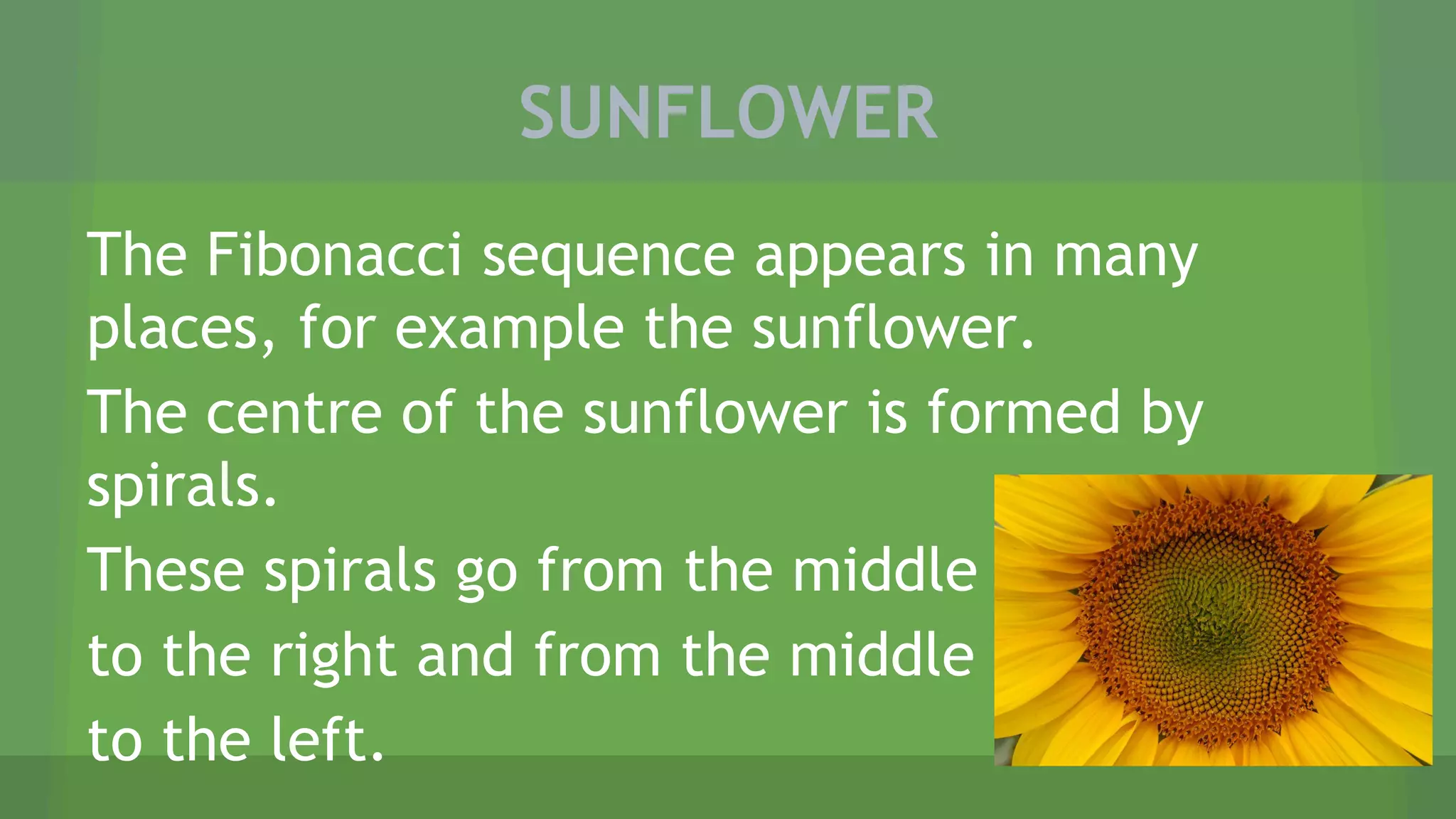 SUNFLOWER
The Fibonacci sequence appears in many
places, for example the sunflower.
The centre of the sunflower is formed by
spirals.
These spirals go from the middle
to the right and from the middle
to the left.
 